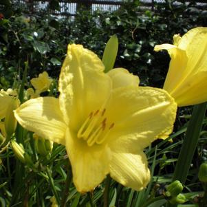 Hemerocallis 'Happy Returns'