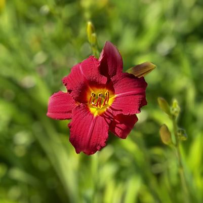 Hemerocallis 'Pardon Me'