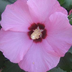 Hibiscus syriacus 'Aphrodite'