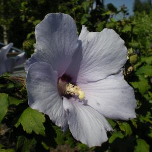 Hibiscus syriacus 'Blue Bird'
