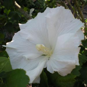Hibiscus syriacus 'Diana'