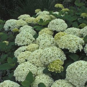 Hydrangea arborescens 'Annabelle'