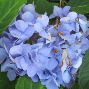 Hydrangea macrophylla 'All Summer Beauty'