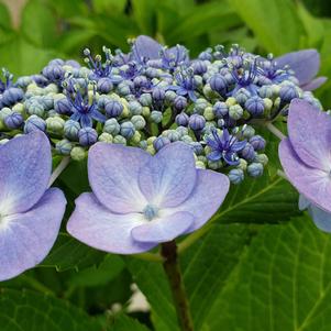 Hydrangea macrophylla 'Blue Cassell'