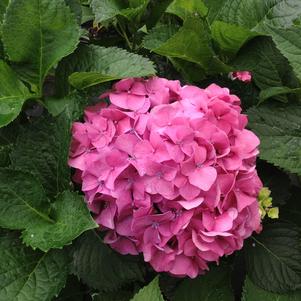 Hydrangea macrophylla Bottstein