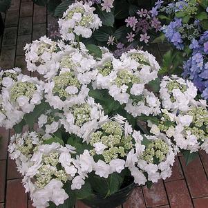 Hydrangea macrophylla 'Wedding Gown™'