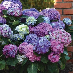 Hydrangea macrophylla 'L.A. Dreamin'®'