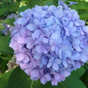 Hydrangea macrophylla 'Penny Mac'