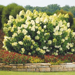 Hydrangea paniculata 'Limelight'