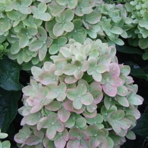 Hydrangea paniculata 'Little Lime®'