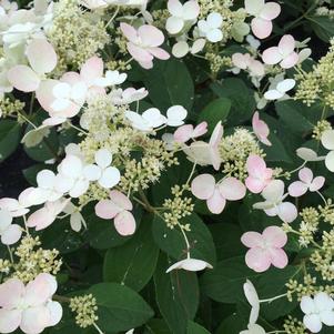 Hydrangea paniculata 'Quick Fire®'
