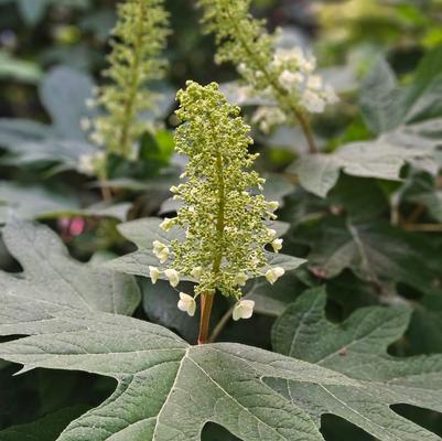 Hydrangea quercifolia Alice