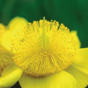 Hypericum frondosum 'Sunburst'