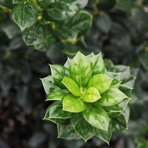 Ilex cornuta 'Burfordii Nana'