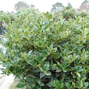Ilex cornuta 'Carissa'