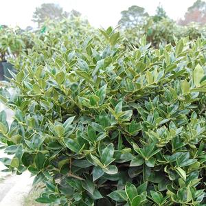 Ilex Cornuta Carissa