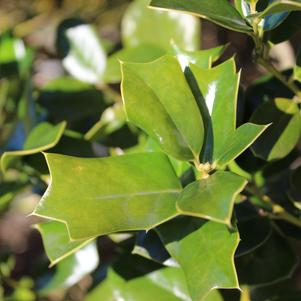 Ilex cornuta 'Fine Line'