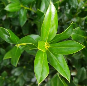 Ilex cornuta 'Needlepoint'