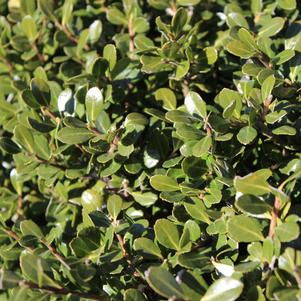 Ilex crenata Compacta