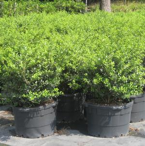 Ilex crenata 'Green Lustre'