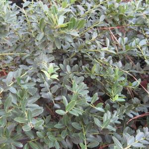Ilex crenata 'Helleri'