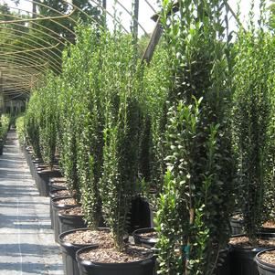 Ilex crenata 'Sky Pencil'
