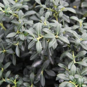 Ilex crenata 'Soft Touch'