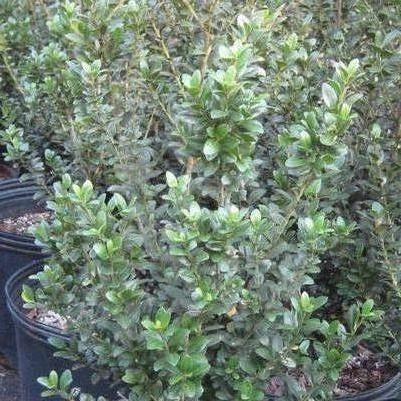 Ilex crenata 'Steeds'