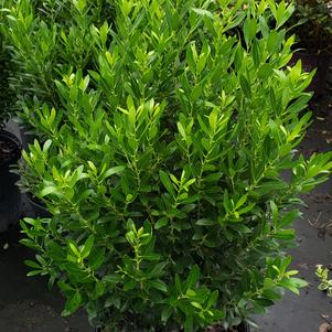 Ilex glabra Shamrock