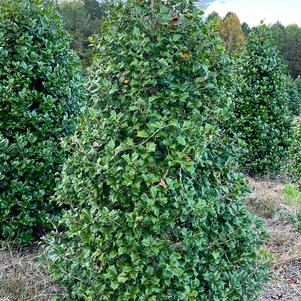 Ilex opaca Red Velvet