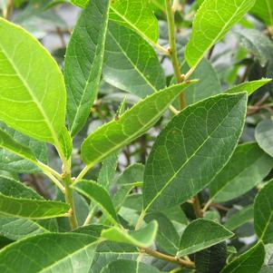 Ilex verticillata 'Southern Gentleman'