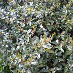 Ilex vomitoria Schillings