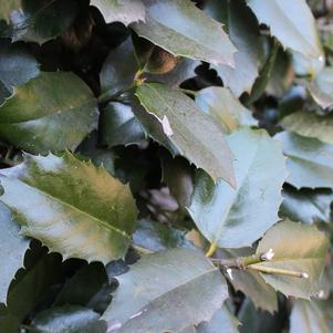 Ilex x 'Emily Bruner'