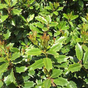 Ilex x 'Oakland®'