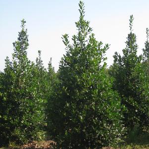 Ilex x Nellie Stevens