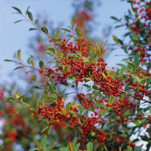 Ilex x attenuata Foster