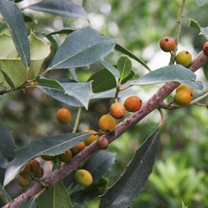 Ilex x attenuata Savannah