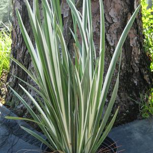 Iris ensata 'Variegata'
