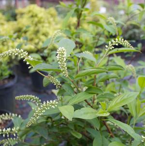 Itea virginica 'Henry's Garnet'
