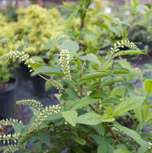 Itea virginica Henry's Garnet