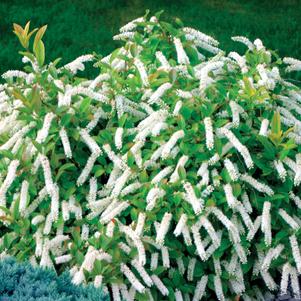 Itea virginica 'Little Henry®'