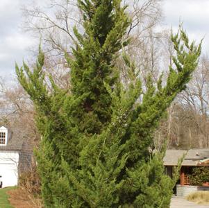 Juniperus chinensis 'Torulosa'