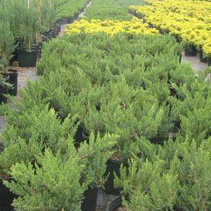 Juniperus chinensis 'Parsonii'