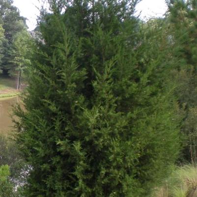 Juniperus virginiana 