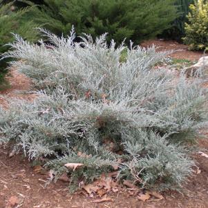 Juniperus chinensis 'Angelica Blue'