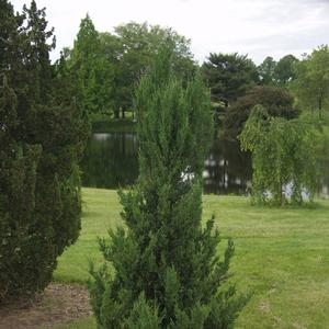 Juniperus chinensis 'Blue Point'