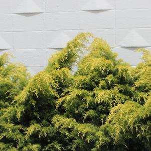 Juniperus chinensis 'Saybrook Gold'