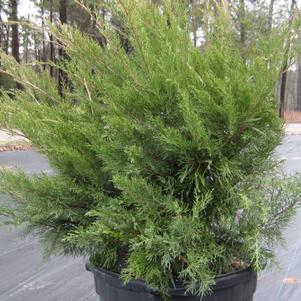 Juniperus chinensis 'Sea Green'