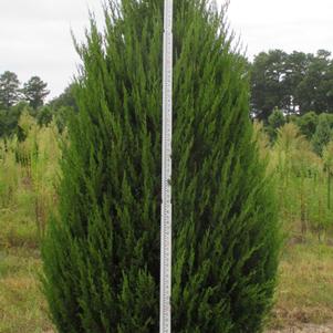 Juniperus chinensis 'Spartan'