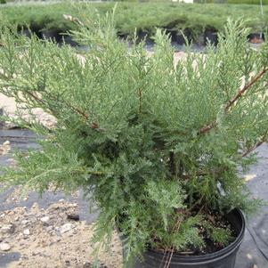Juniperus chinensis 'Nicks Compact'
